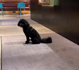 Sort hund sidder på en gulvmåtte 