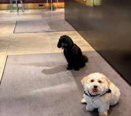 En sort og en hvid hund sidder på en dørmåtte i en lobby