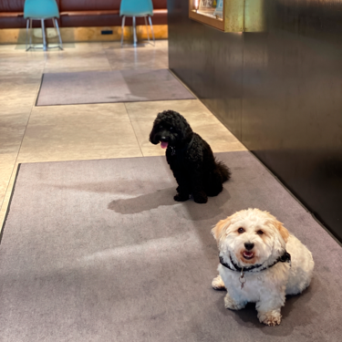 A black and a white dog sitting on a doormat in a lobby