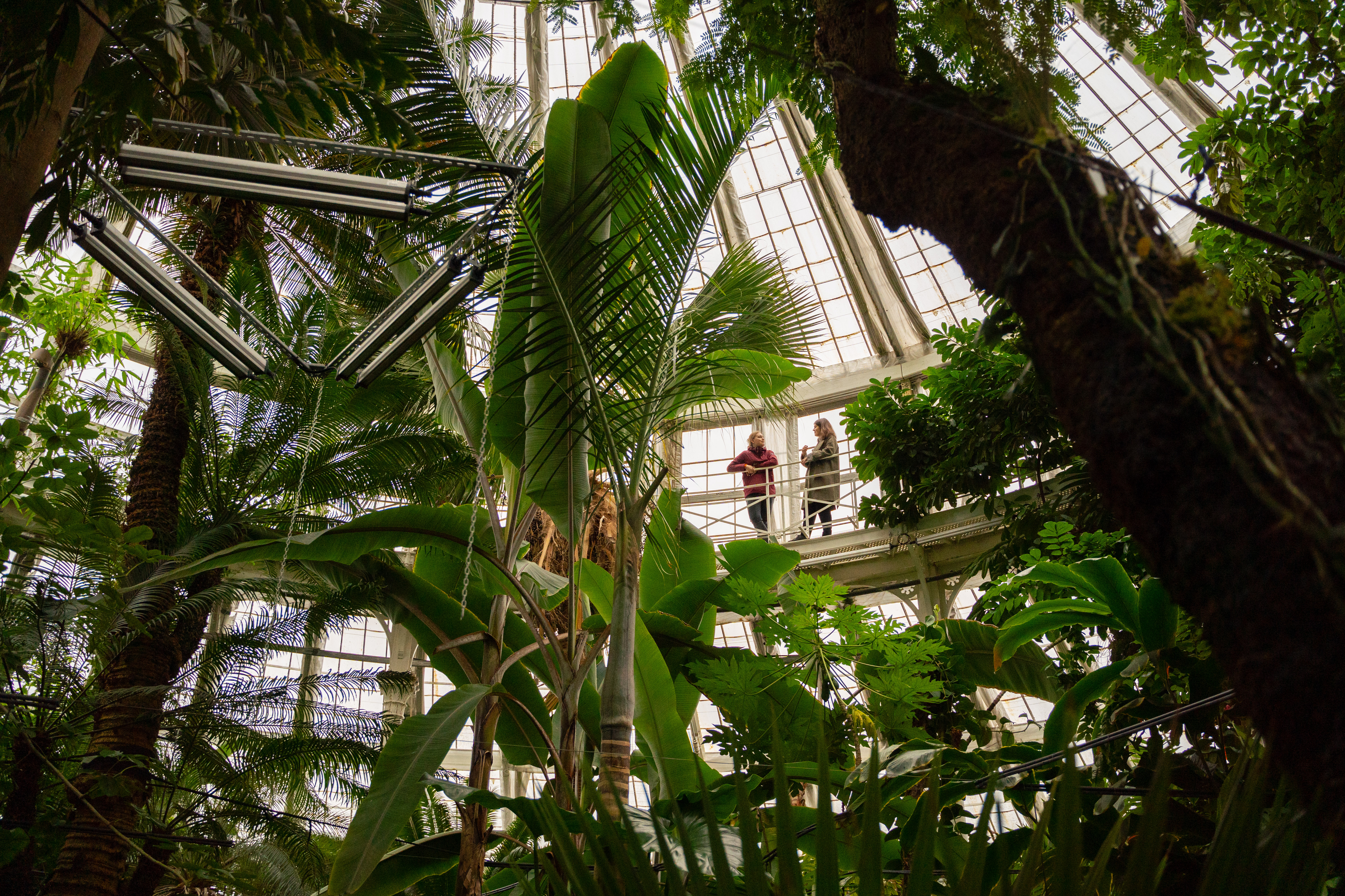 The Botanical Garden